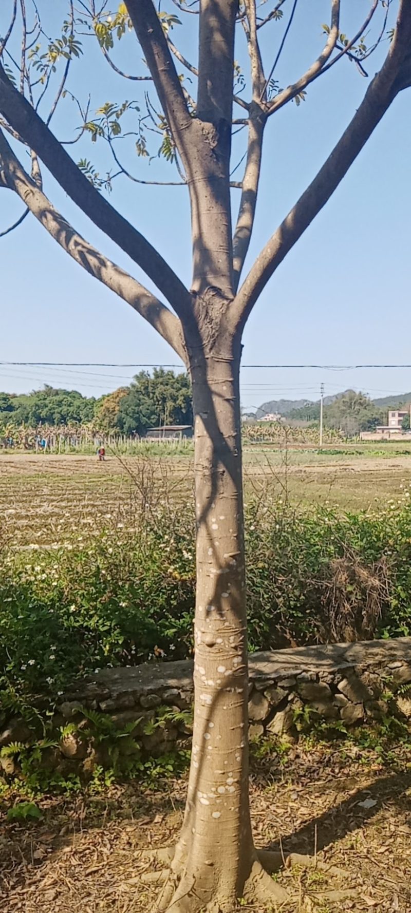 大量出售各种规格园林绿化仁面树
