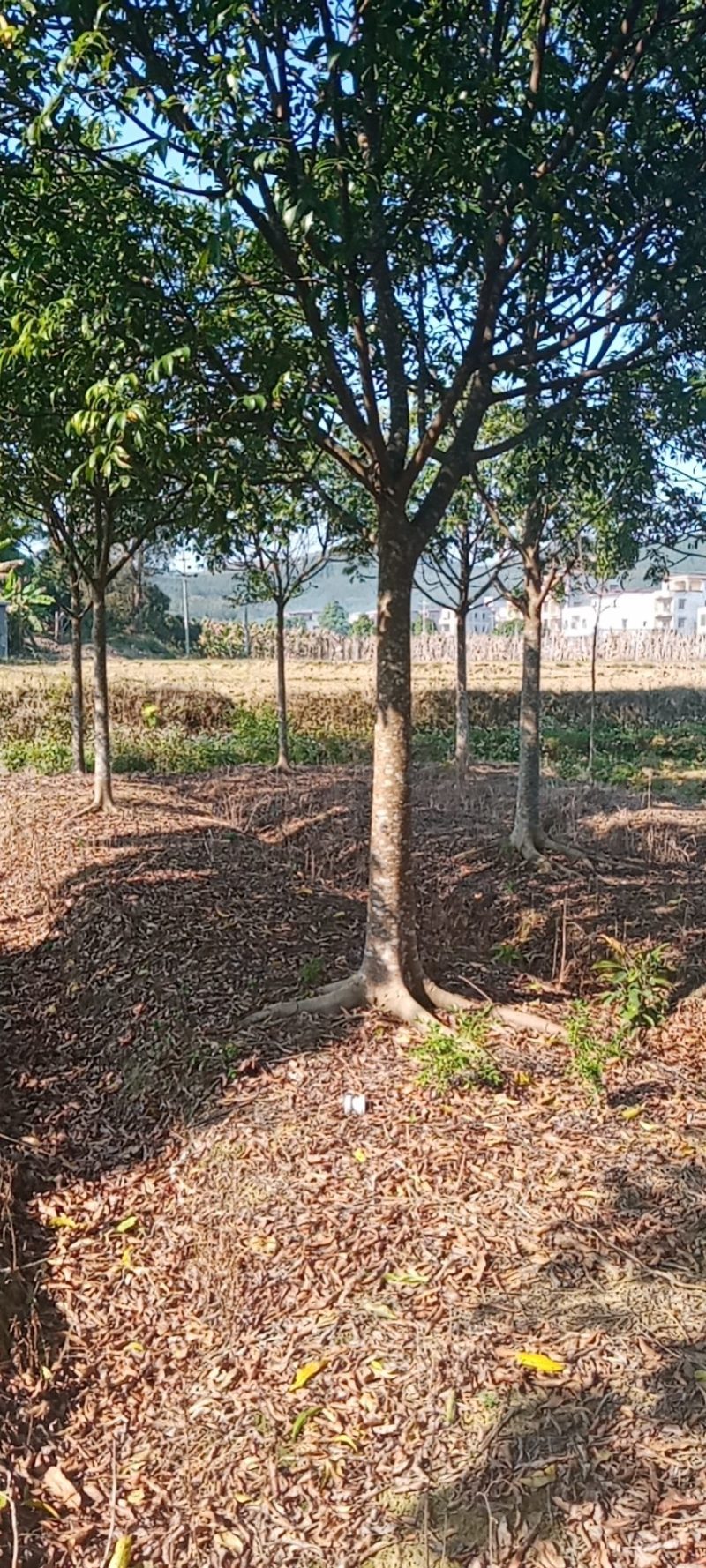 大量出售各种规格园林绿化仁面树