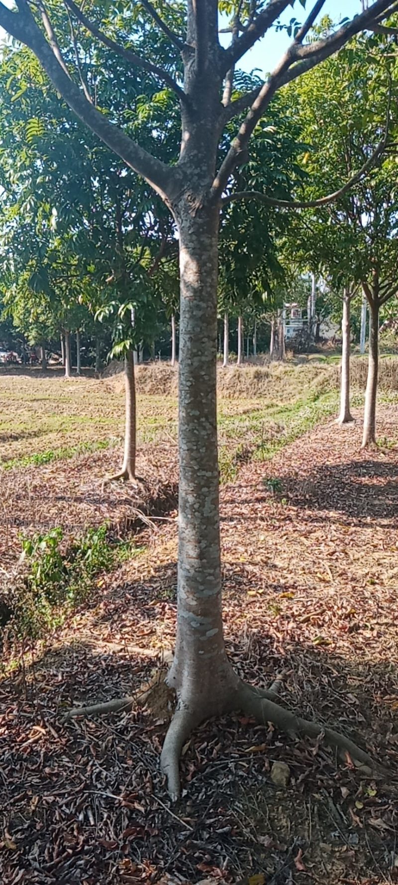 大量出售各种规格园林绿化仁面树