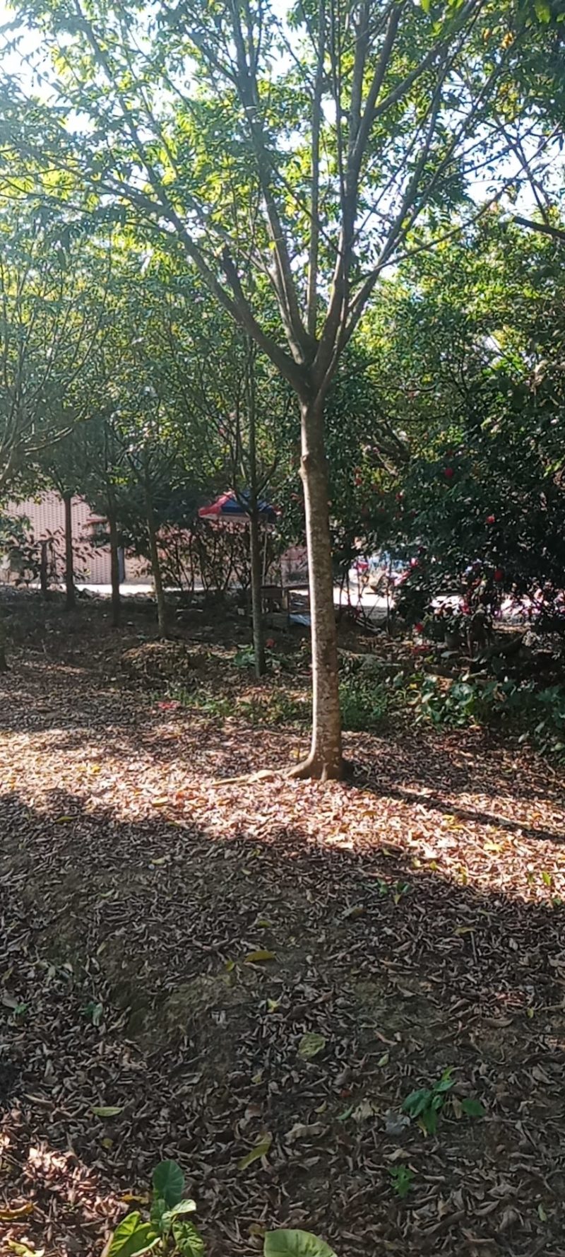 大量出售各种规格园林绿化仁面树