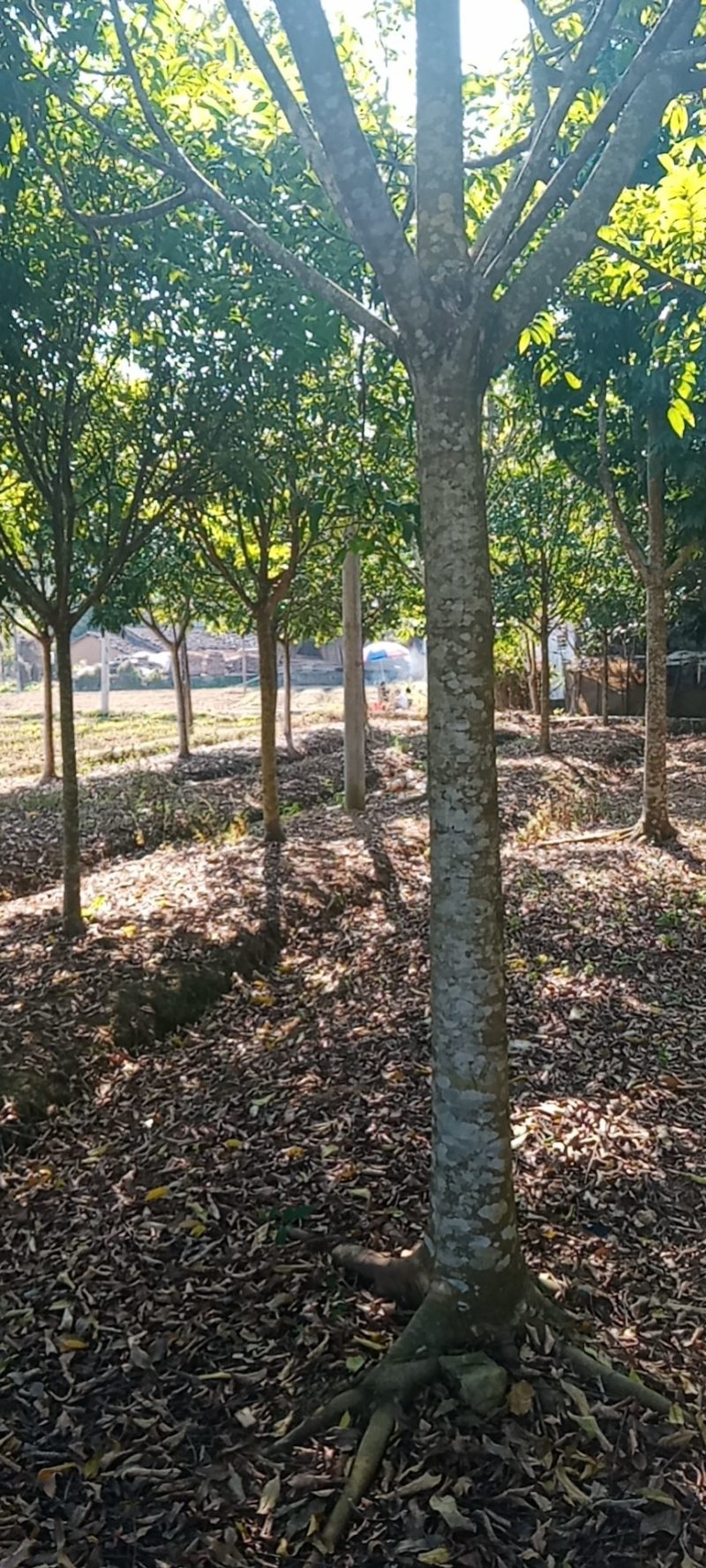 大量出售各种规格园林绿化仁面树