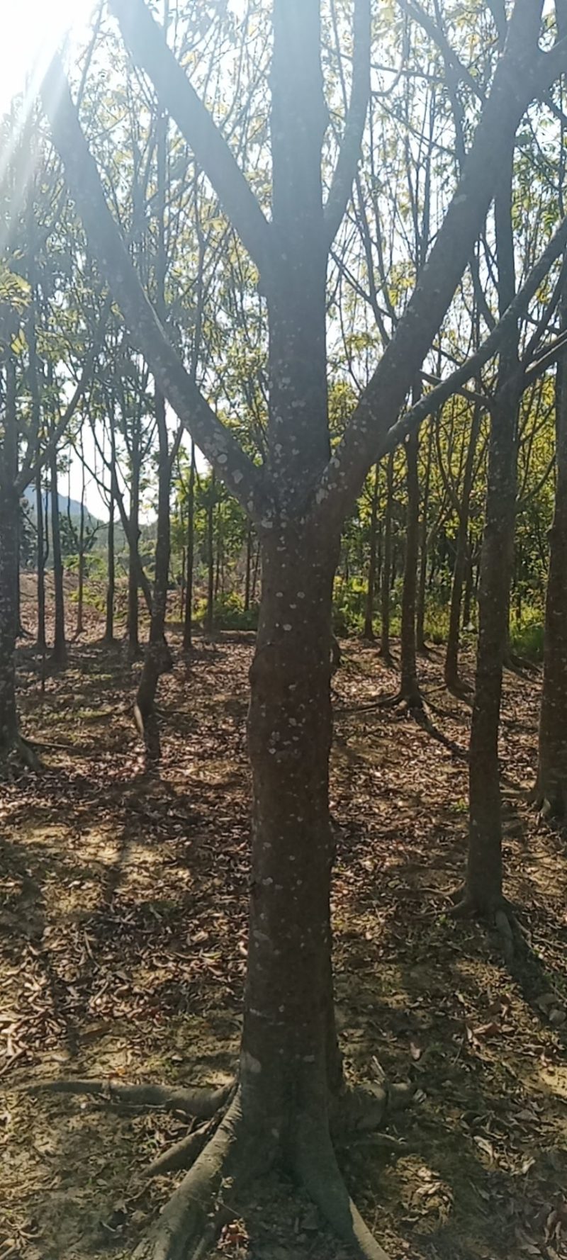 大量出售各种规格园林绿化仁面树