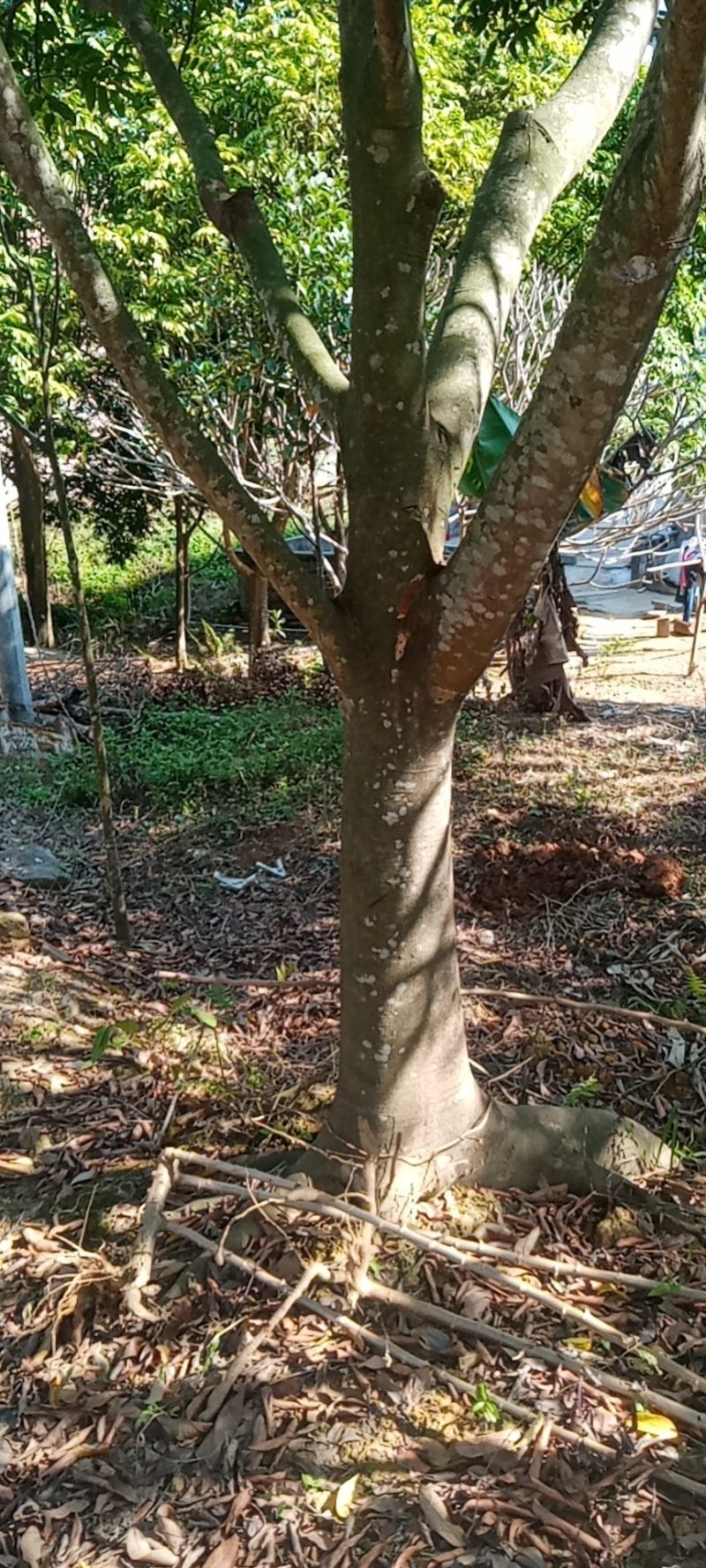 大量出售各种规格园林绿化仁面树