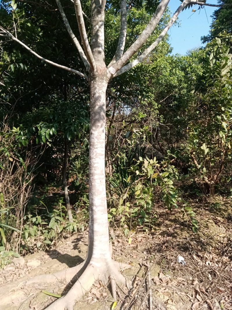 大量出售各种规格园林绿化仁面树