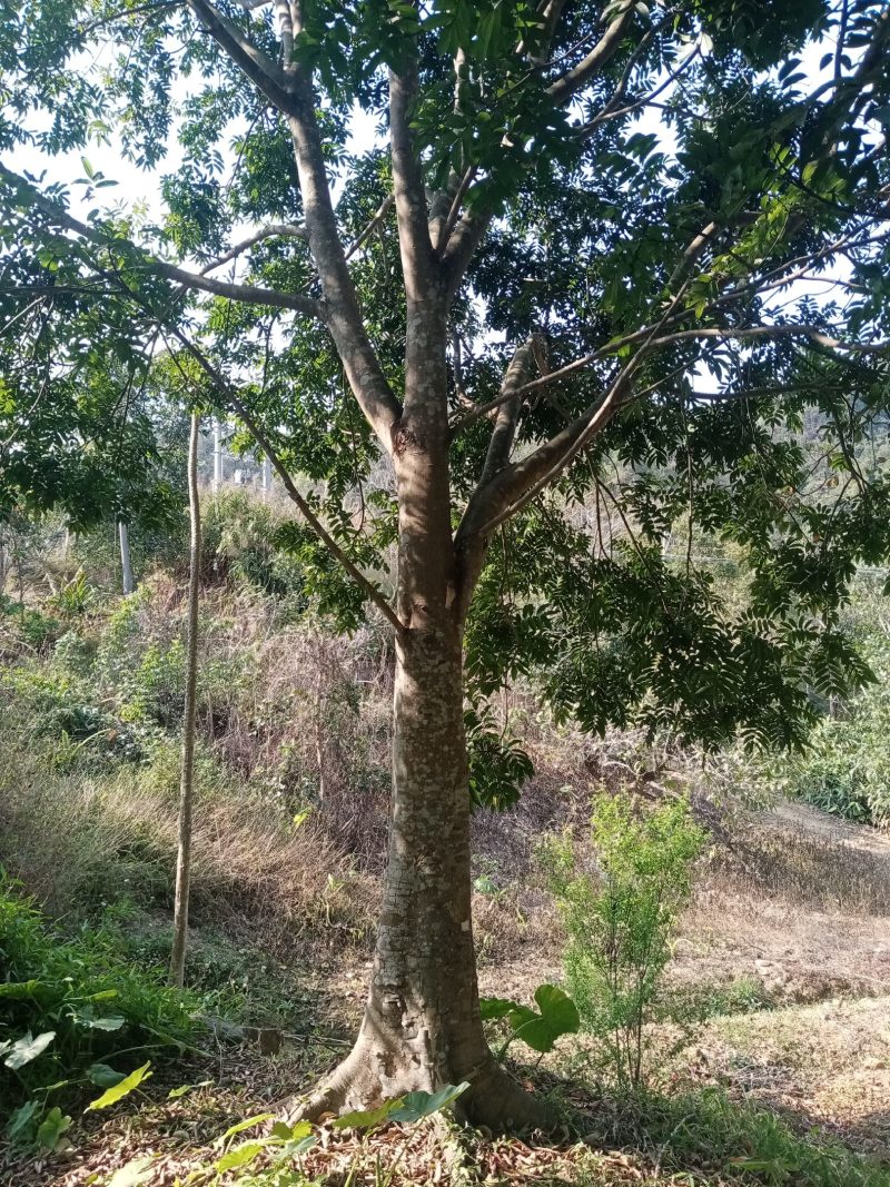 大量出售各种规格园林绿化仁面树