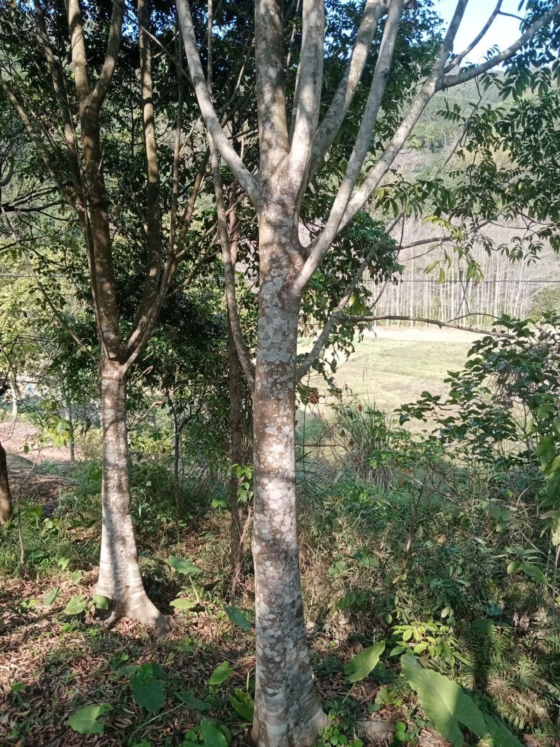 大量出售各种规格园林绿化仁面树