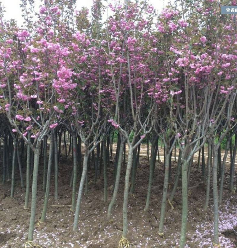 樱花苗樱花树苗日本樱花小苗嫁接早樱晚樱盆栽庭院绿化苗
