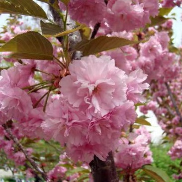 樱花苗樱花树苗日本樱花小苗嫁接早樱晚樱盆栽庭院绿化苗