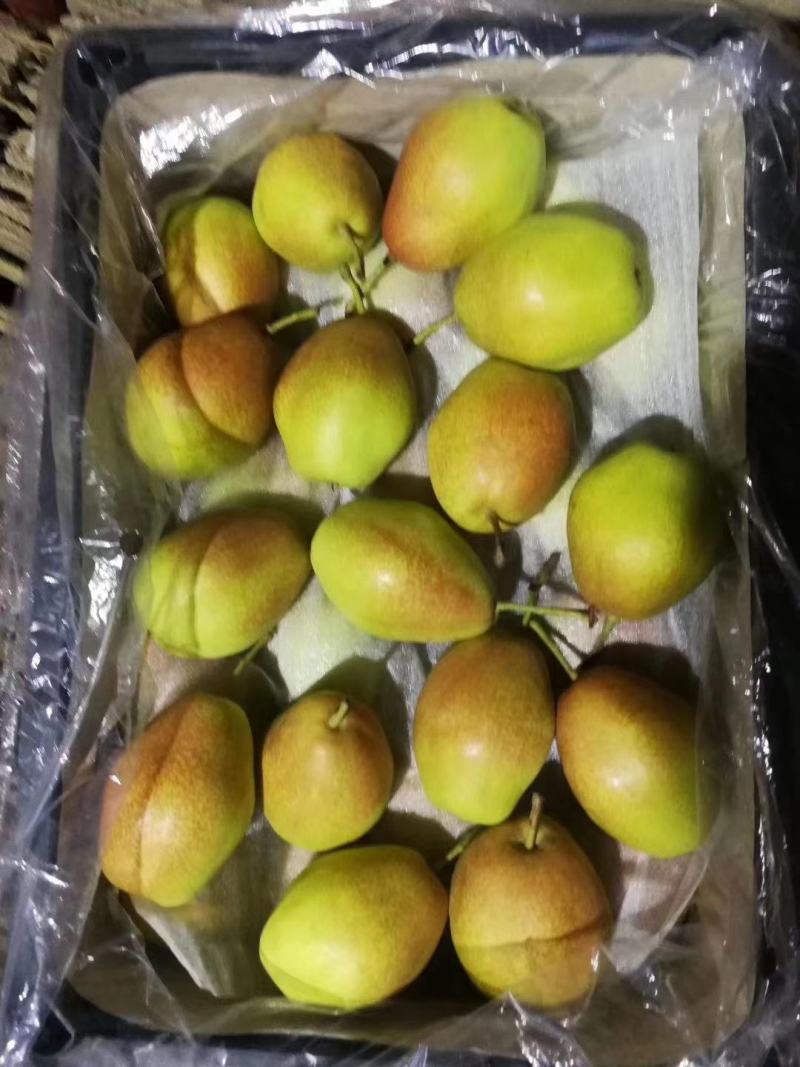 精品(红香酥）陕西省【大荔县万亩】红香酥梨