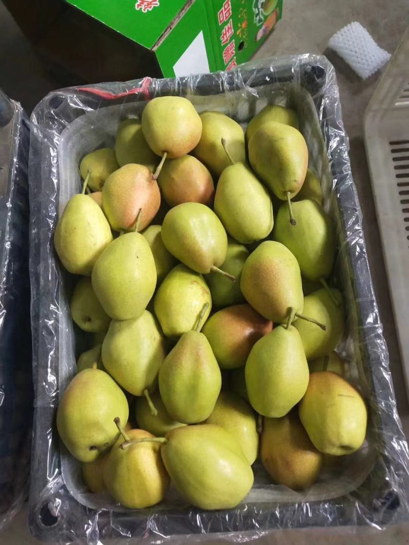 精品(红香酥）陕西省【大荔县万亩】红香酥梨