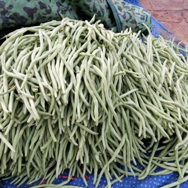 有要豆王的老板联系我