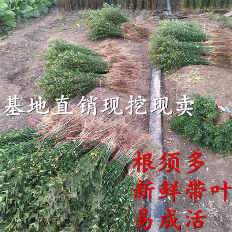 优质枸橘苗一手货源自家苗圃包成活诚信合作欢迎咨询