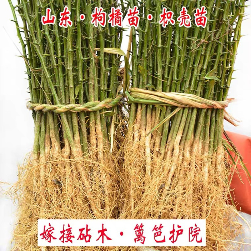 优质枸橘苗一手货源自家苗圃包成活诚信合作欢迎咨询