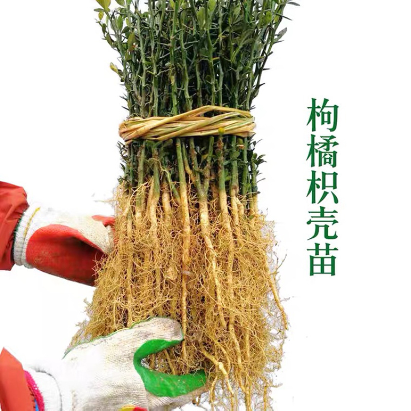 优质枸橘苗一手货源自家苗圃包成活诚信合作欢迎咨询