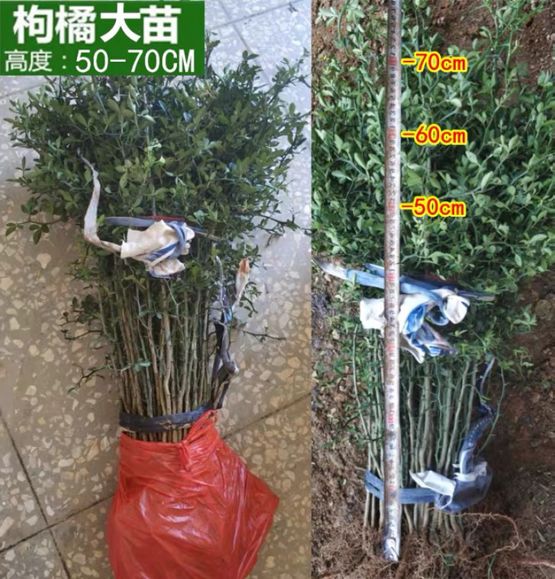 优质枸橘苗一手货源自家苗圃包成活诚信合作欢迎咨询