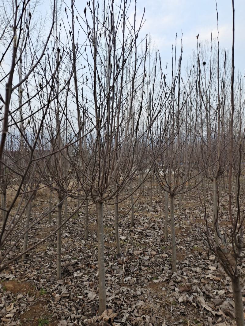 红玉兰，地接红玉兰海量供应