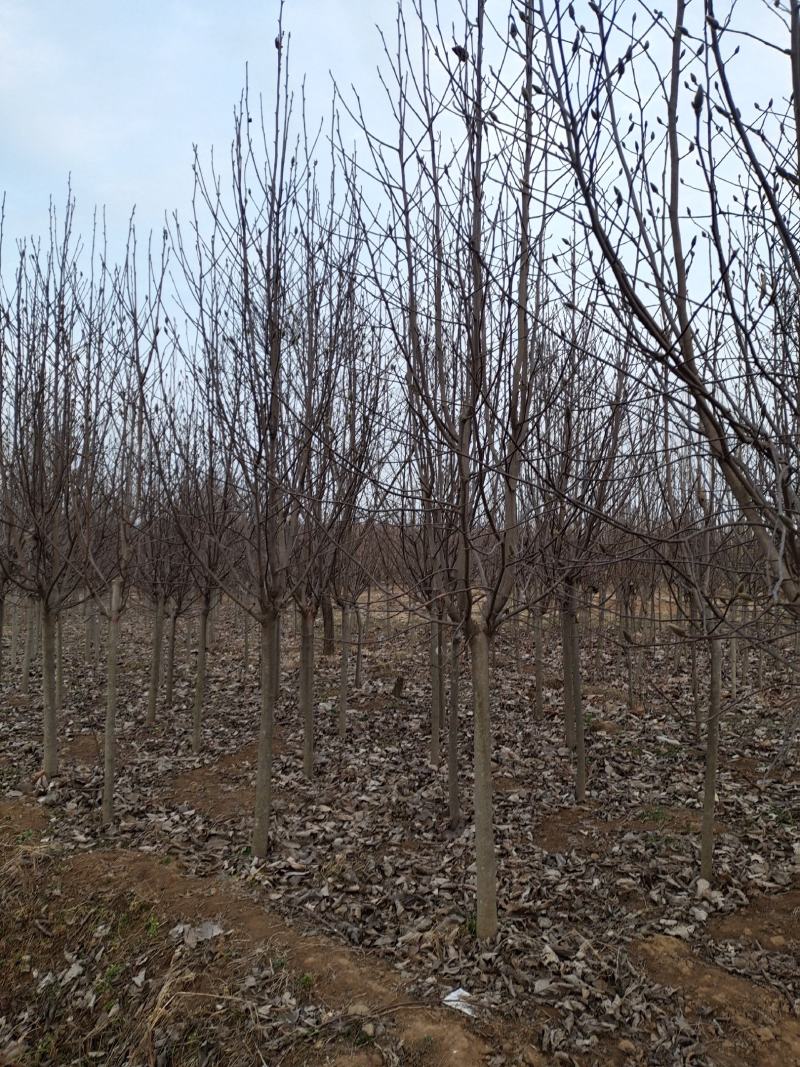 红玉兰，地接红玉兰海量供应