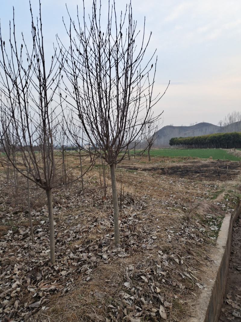 红玉兰，地接红玉兰海量供应