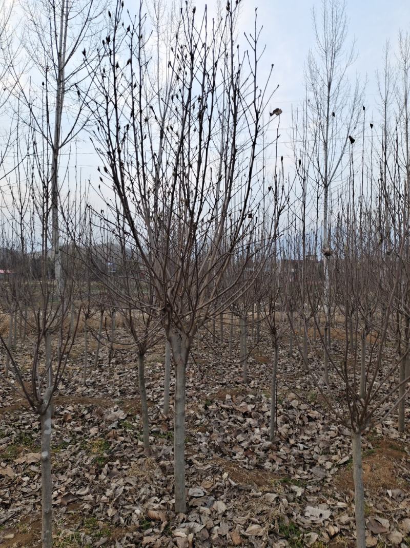 红玉兰，地接红玉兰海量供应