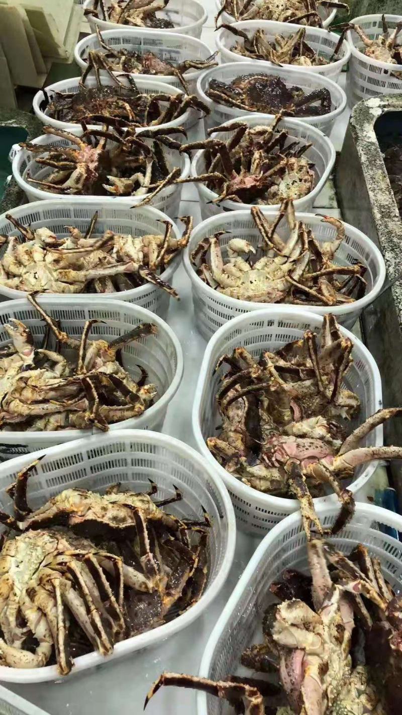鲜活帝王蟹珍宝面包空运直达