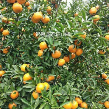阳山桔树苗嫁接苗枳壳根迟熟1月熟丰产