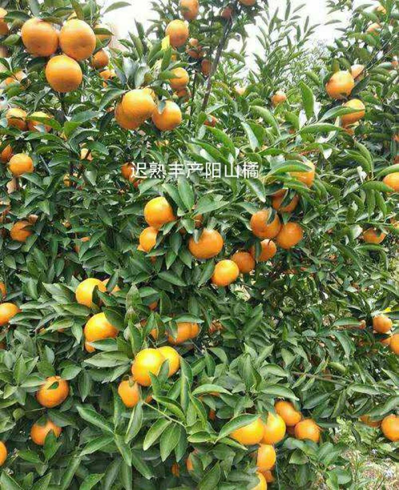 阳山桔树苗嫁接苗枳壳根迟熟1月熟丰产