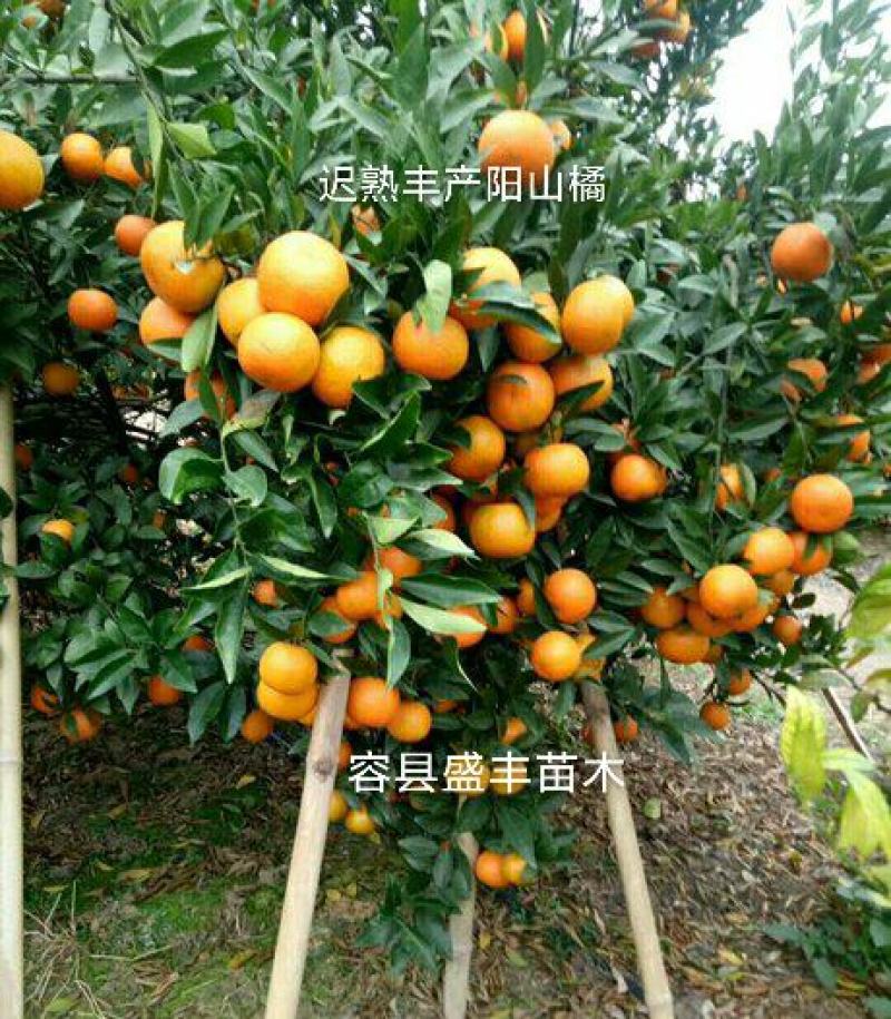 阳山桔树苗嫁接苗枳壳根迟熟1月熟丰产