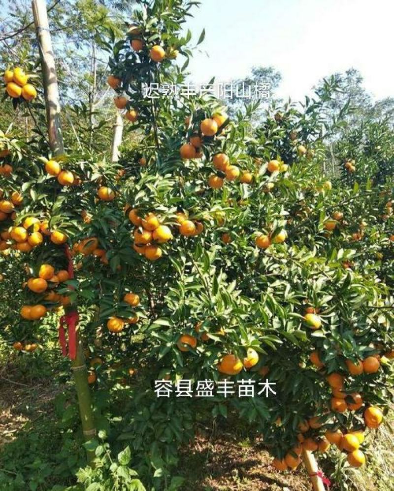 阳山桔树苗嫁接苗枳壳根迟熟1月熟丰产