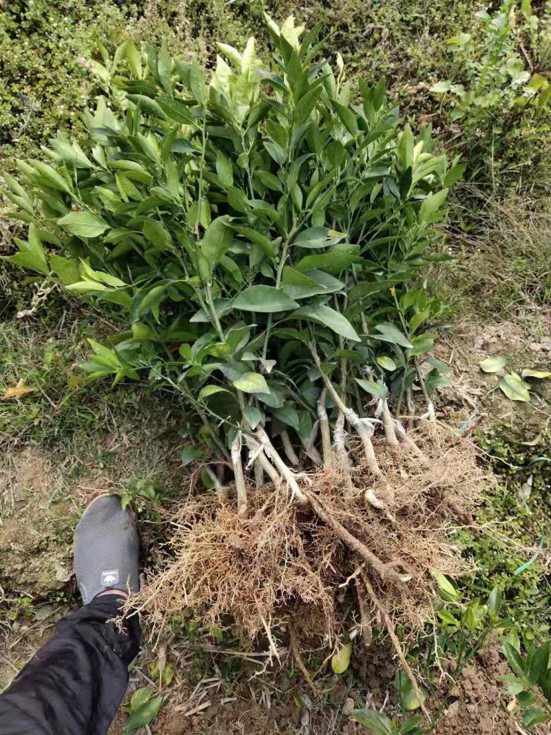 阳山桔树苗嫁接苗枳壳根迟熟1月熟丰产