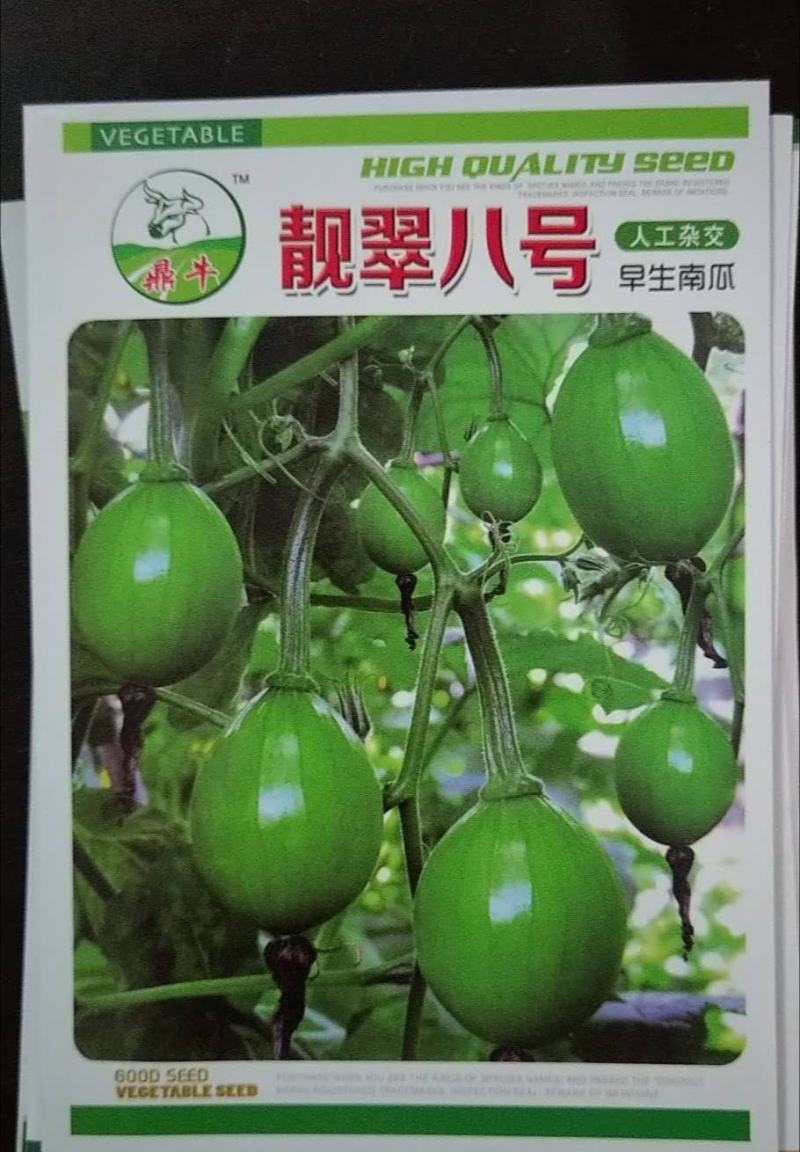 靓翠八号早生翠绿嫩南瓜种子品质好产量高好种易管理