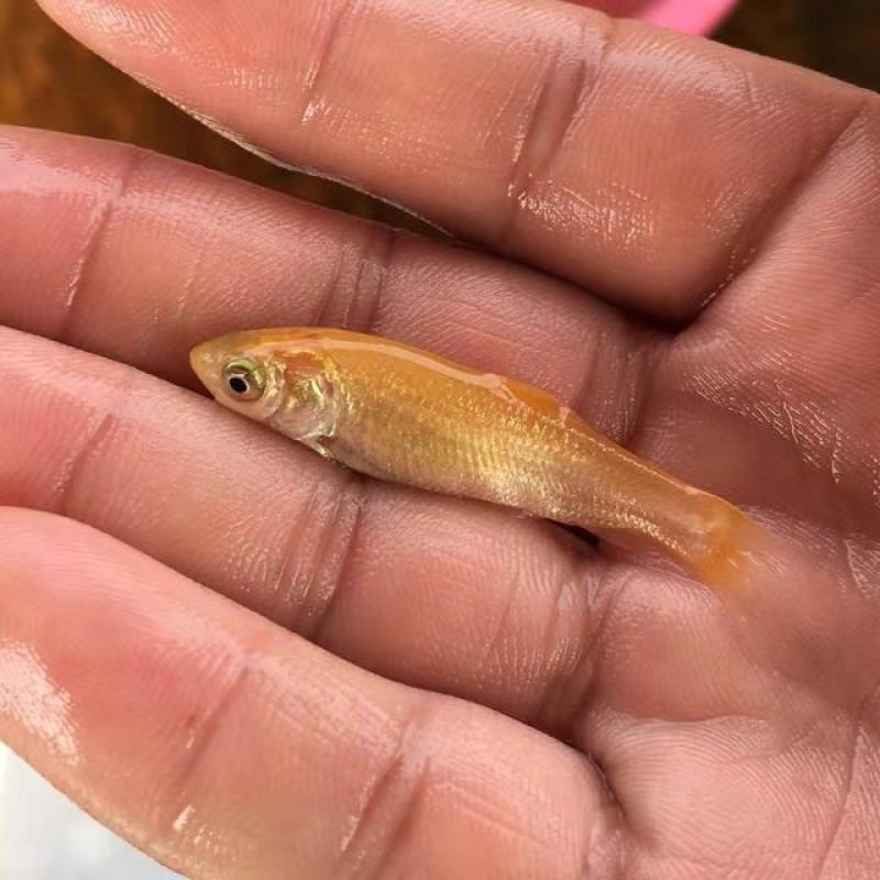 优选金丝草鱼苗，俄罗斯金丝草鱼苗，抗病毒强，生长速度快