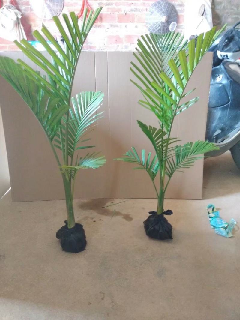 庭院别墅专用绿化。大黄椰绿化树！非常美观。