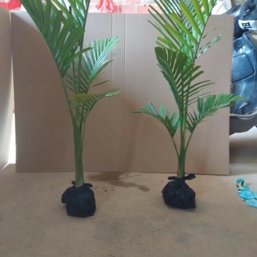 庭院别墅专用绿化。大黄椰绿化树！非常美观。