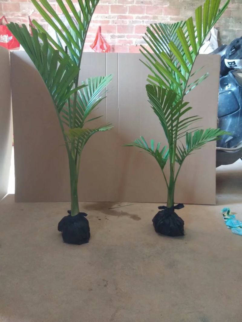 庭院别墅专用绿化。大黄椰绿化树！非常美观。