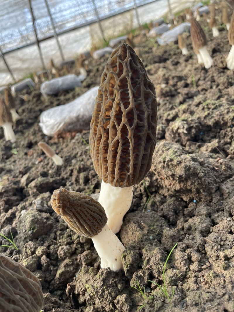 羊肚菌；原产地种植；无中间差价；欢迎来实地考察！