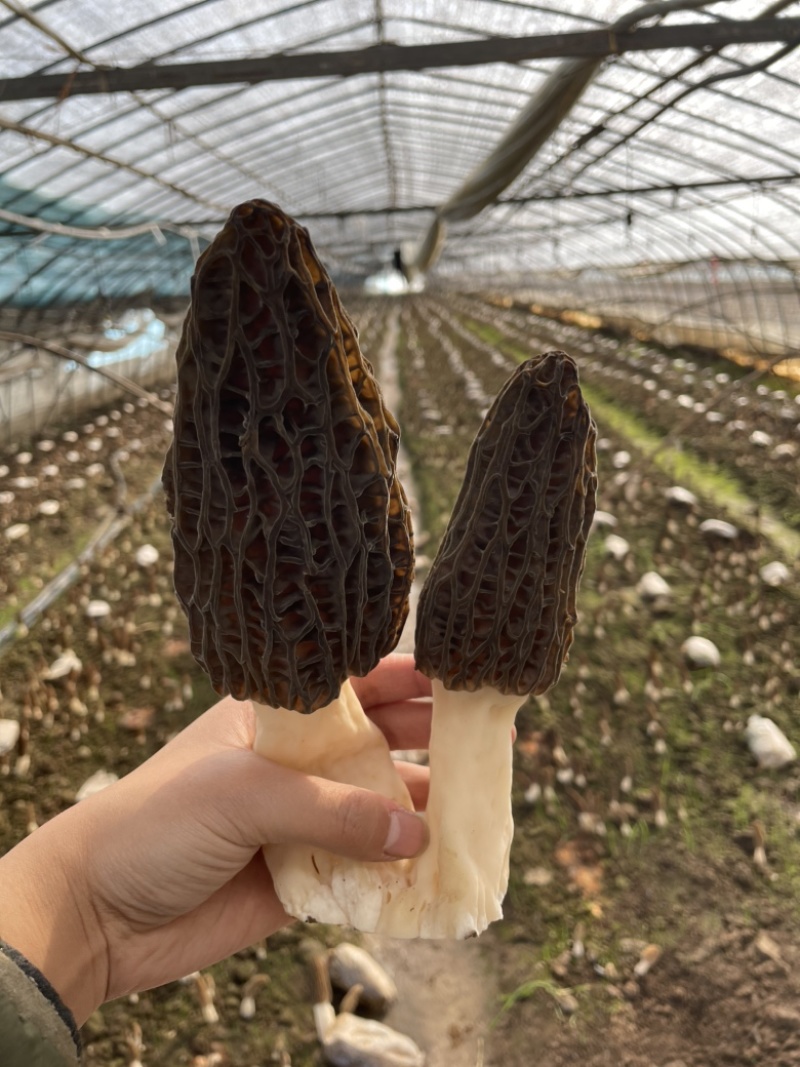 羊肚菌；原产地种植；无中间差价；欢迎来实地考察！