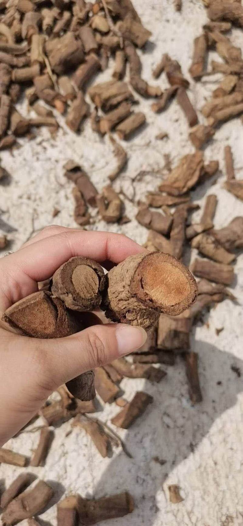 黑老虎各种规格鲜干货（长期有现货大货供应）