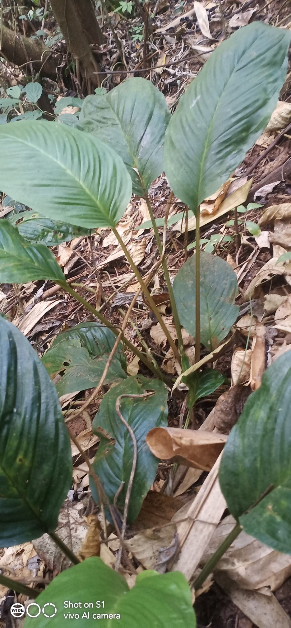 云南野生化石草肾精草需要的老板请联系谢谢您的来电