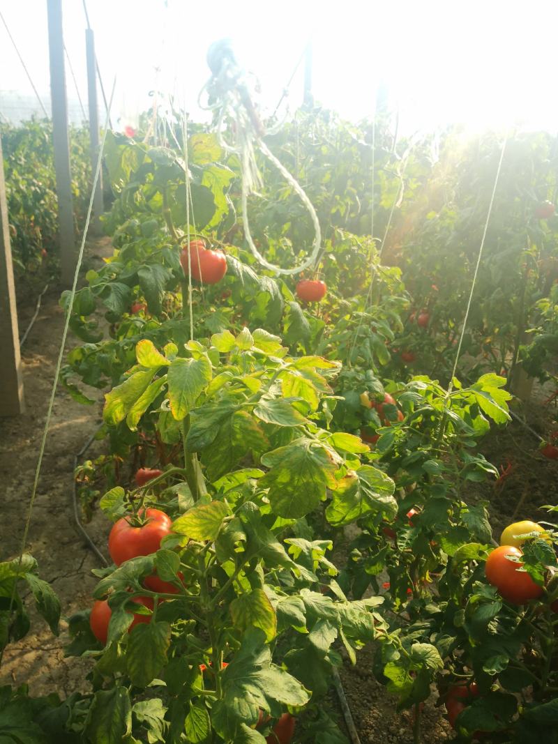 精品西红柿基地一手货源大量现货出售2-4棚人工分拣