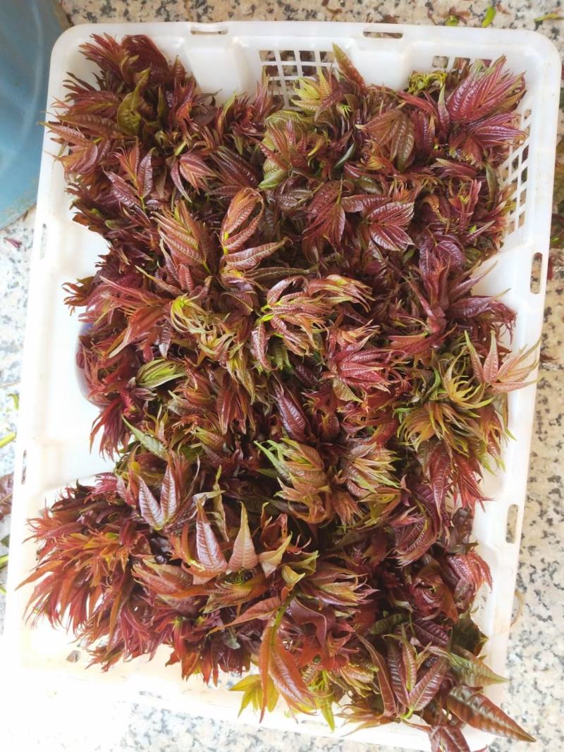 香椿芽产地直供，货源充足，上市最早，支持空运