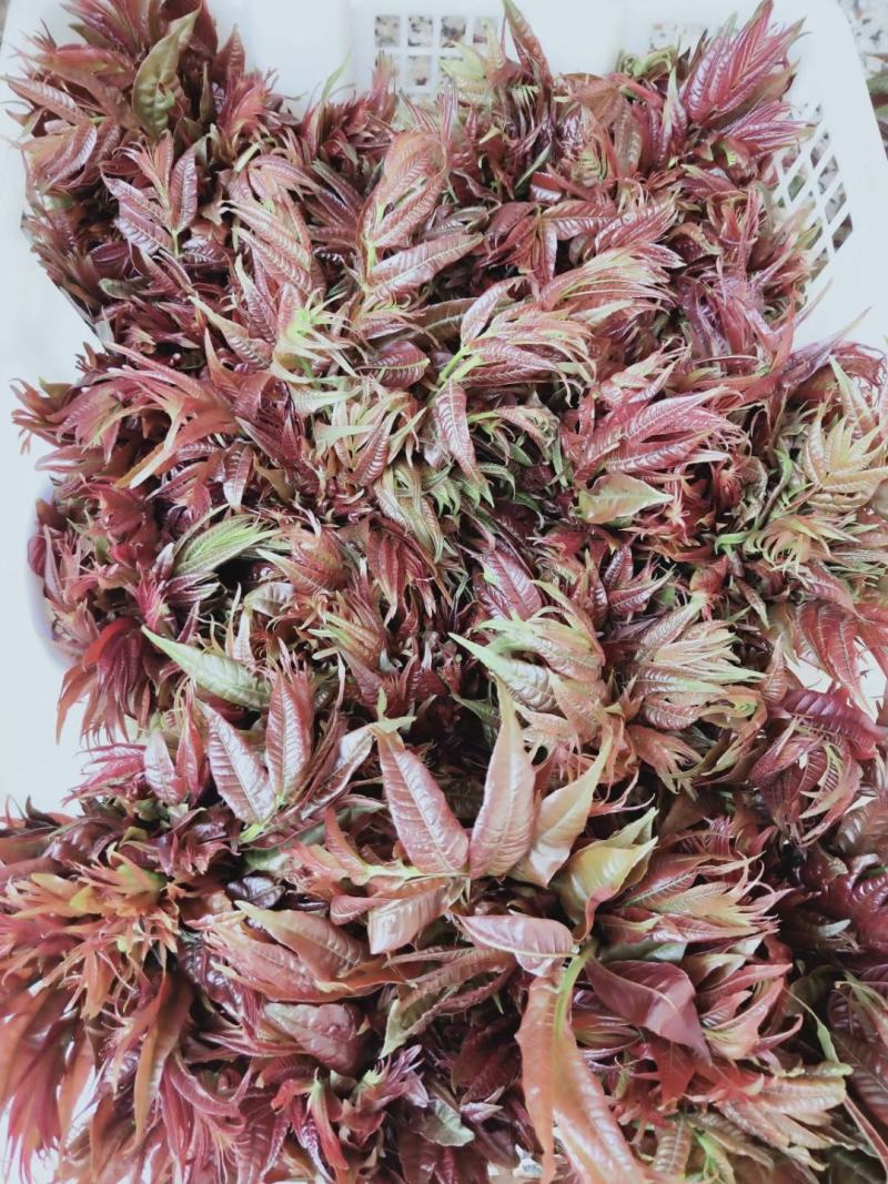 香椿芽产地直供，货源充足，上市最早，支持空运