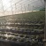 精品西红柿基地一手货源大量现货出售2-4棚人工分拣