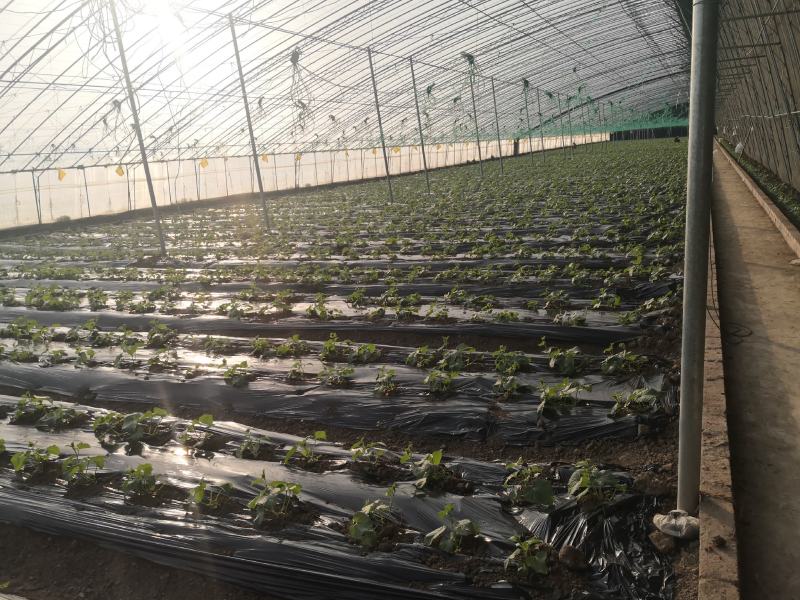 精品西红柿基地一手货源大量现货出售2-4棚人工分拣