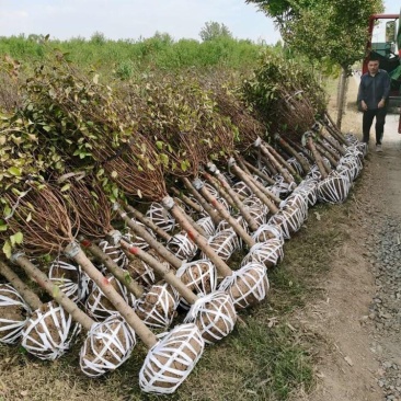 6公分榆叶梅价格7公分至8公分榆叶梅产地价格