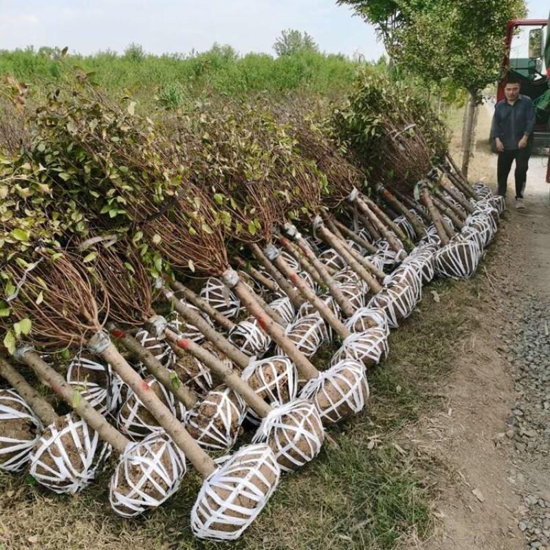 6公分榆叶梅价格7公分至8公分榆叶梅产地价格