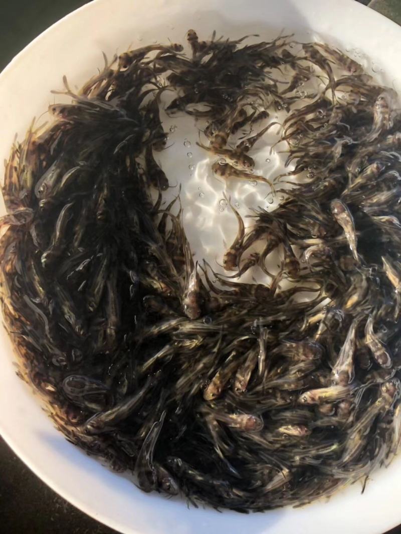 优选黄骨鱼苗，黄丫头，场地直供，量大从优