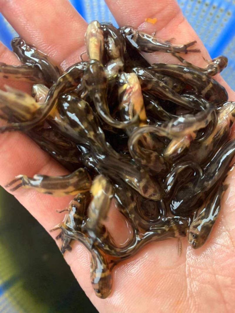 优选黄骨鱼苗，黄丫头，场地直供，量大从优