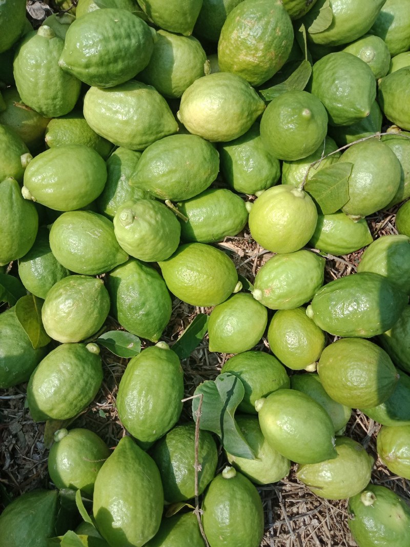 香水柠檬香水柠檬香水柠檬