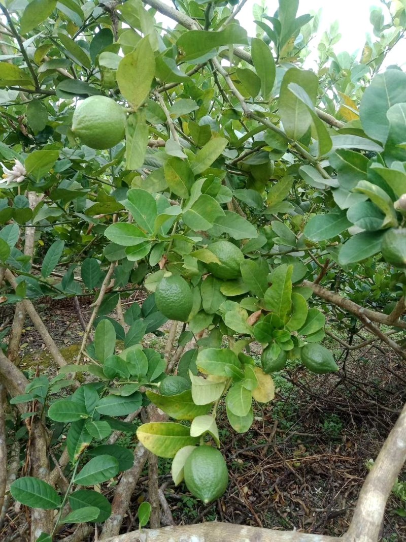 香水柠檬香水柠檬香水柠檬