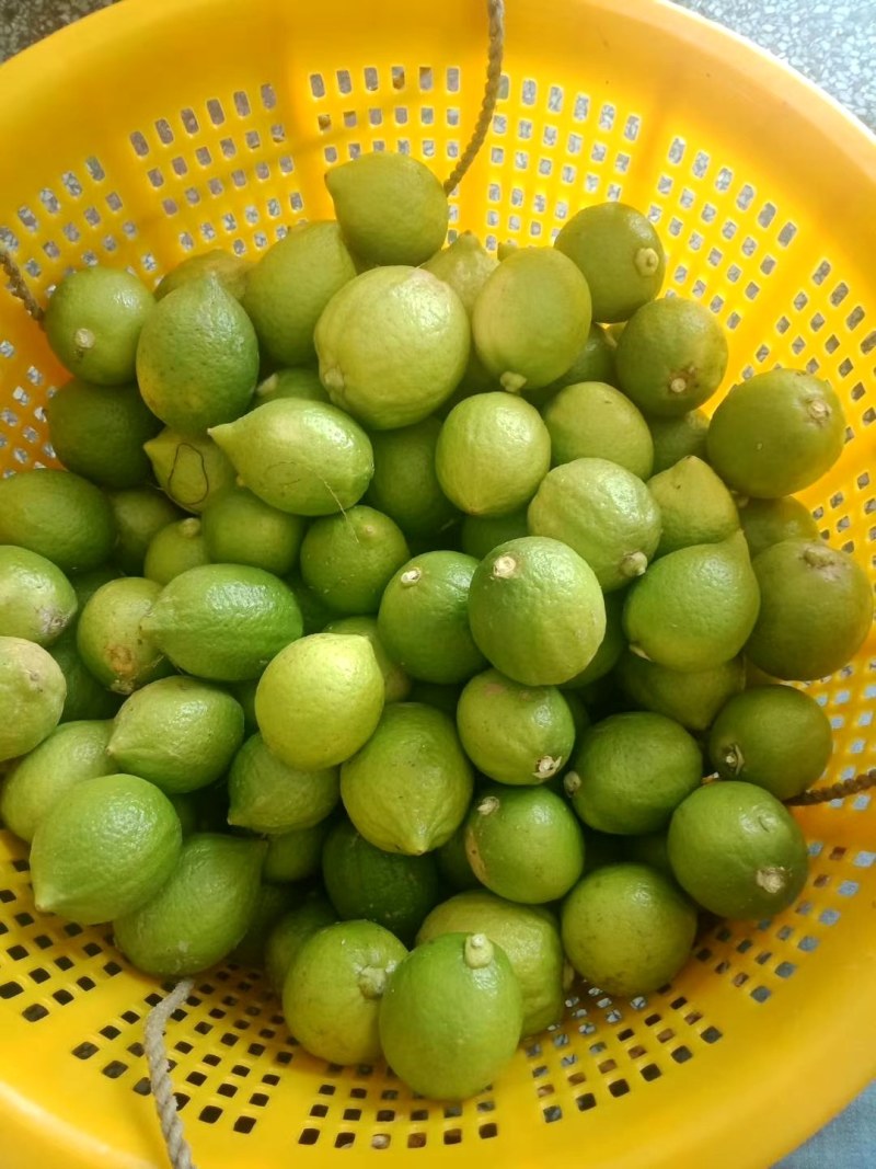 香水柠檬香水柠檬香水柠檬